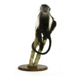 A COLOBUS MONKEY, ¨modern, a standing taxidermy Colobus monkey (Colobus angolensis) mounted on a