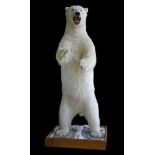 POLAR BEAR, ¨late 20th century, a superb full mount taxidermy Canadian polar bear (ursus