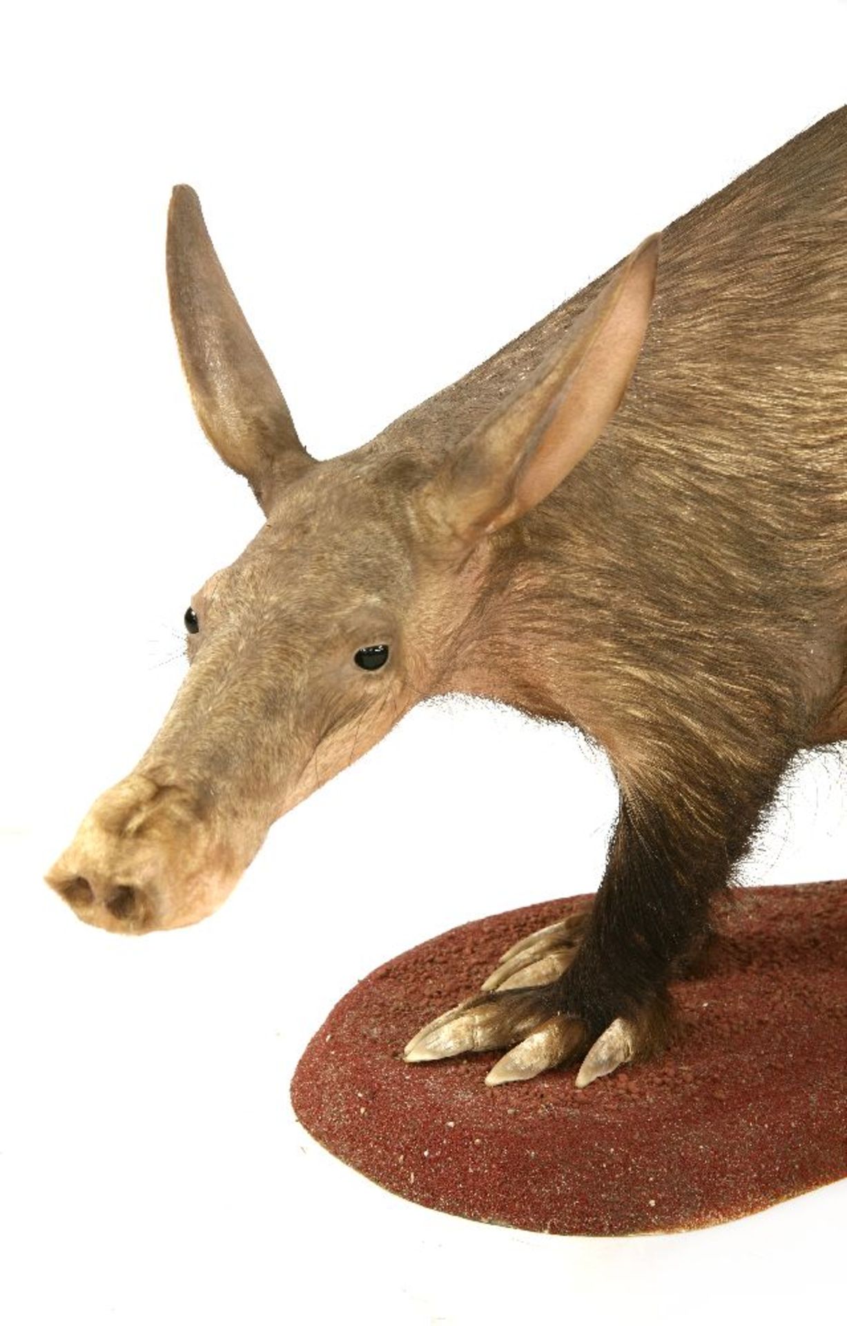 AN AARDVARK,modern, a rare standing taxidermy aardvark (Orycteropus afer) mounted on a - Image 2 of 2