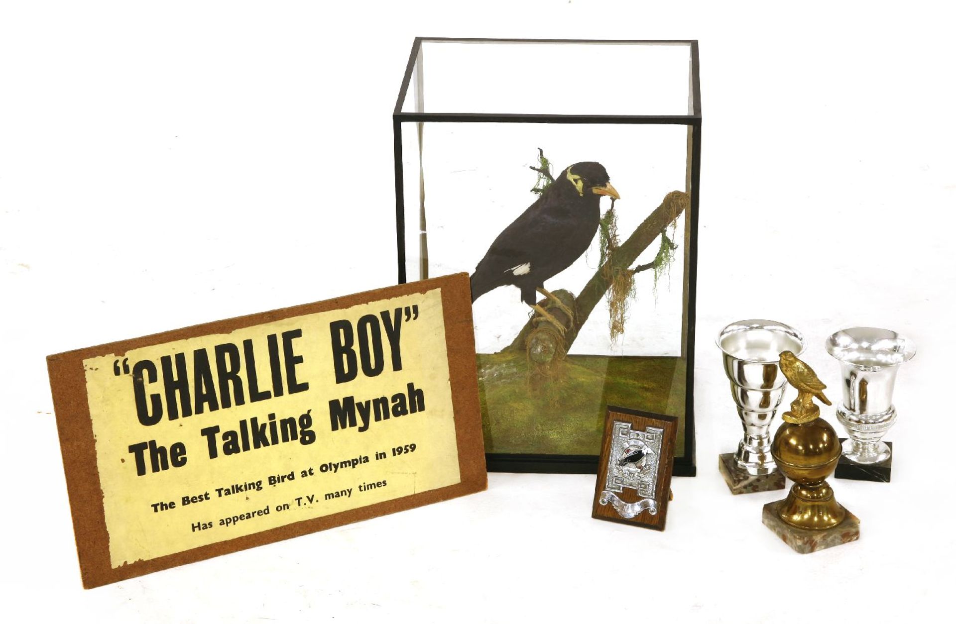 CHARLIE-BOY, THE TALKING MYNAH BIRD,1950s, Charlie-boy, the talking Mynah bird, a well presented - Image 2 of 2