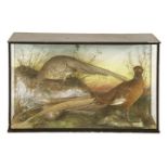 HYBRID PHEASANTS,Victorian, a James Gardiner taxidermy group of two pheasants, mounted in a glass
