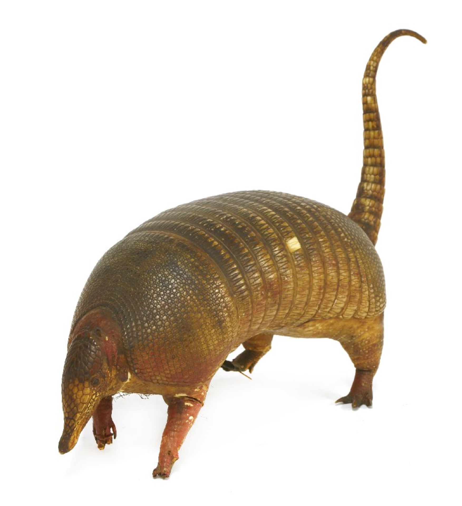 AN ARMADILLO,late 20th century, a standing taxidermy armadillo (Dasypus novemcinctus),56cm long