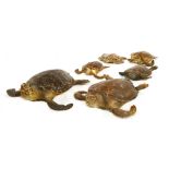 SIX HAWKSBILL TURTLES, ¨late 19th/early 29th century, of different sizes, all fully taxidermied,