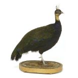 CONGO PEACOCK,modern, a rare standing taxidermy Congo peacock (Afropavo congensis) mounted on a