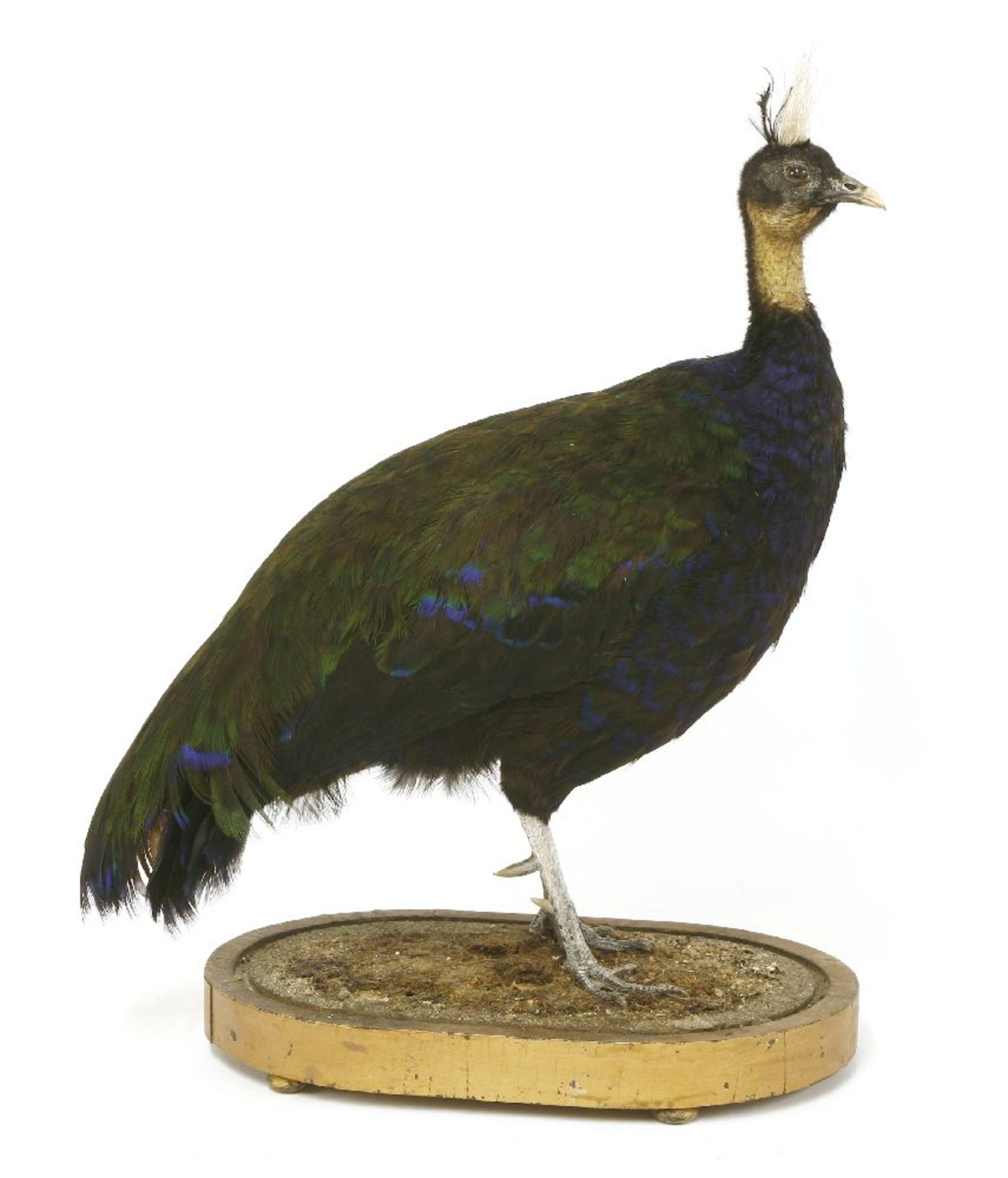 CONGO PEACOCK,modern, a rare standing taxidermy Congo peacock (Afropavo congensis) mounted on a