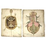 COMPARATIVE ANATOMY,late 19th century, a group of 'comparative anatomy' medical interest watercolour