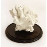 A CORAL SPECIMEN, ¨early 20th century, a large piece of white coral mounted in a Victorian glass