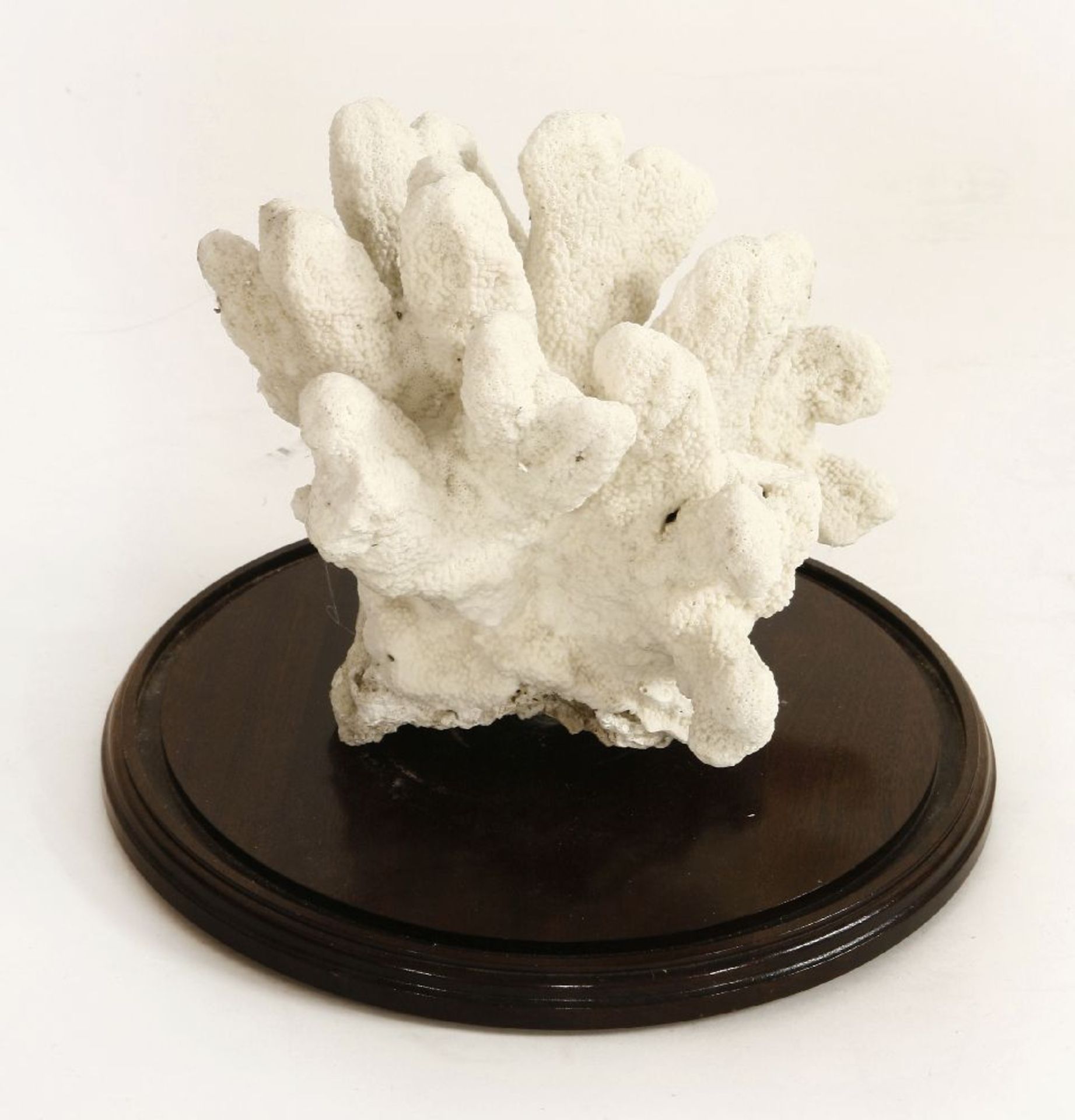 A CORAL SPECIMEN, ¨early 20th century, a large piece of white coral mounted in a Victorian glass