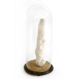 A CORAL SPECIMEN, ¨early 20th century, a large piece of white coral, mounted in a Victorian glass