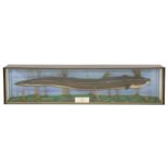 EEL RECORDa large taxidermy British record eel conger, naturalistically mounted in a glass-fronted