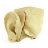 A LARGE PLASTER MODEL OF AN EAR,c.1930, with both internal and external modelling, 44cm long