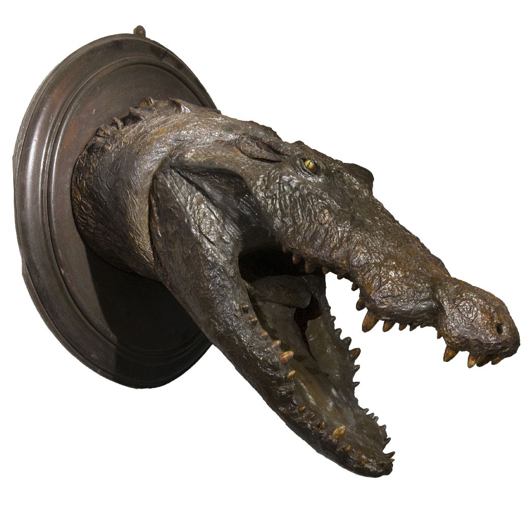 AN ALLIGATOR HEAD,20th century, a model of an alligator head, mounted on oval bevelled wooden mount,