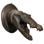 AN ALLIGATOR HEAD,20th century, a model of an alligator head, mounted on oval bevelled wooden mount,