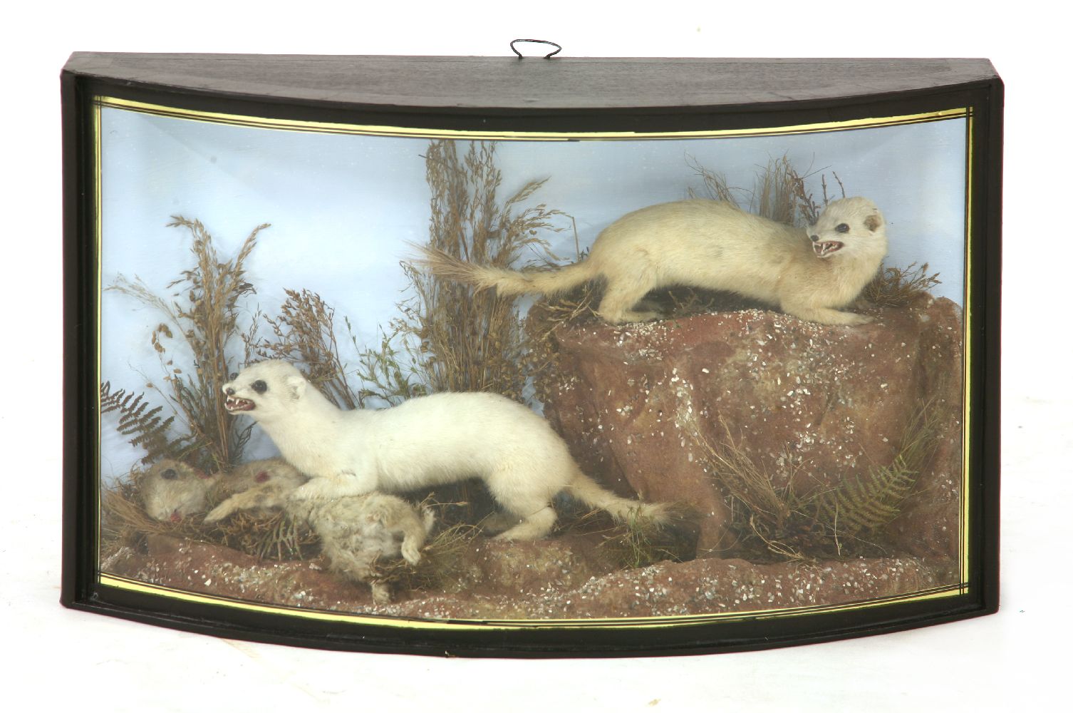 STOATS,late Victorian, a detailed and well-presented John Cooper and Sons taxidermy diorama of two