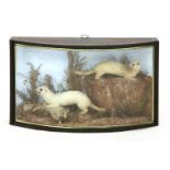 STOATS,late Victorian, a detailed and well-presented John Cooper and Sons taxidermy diorama of two