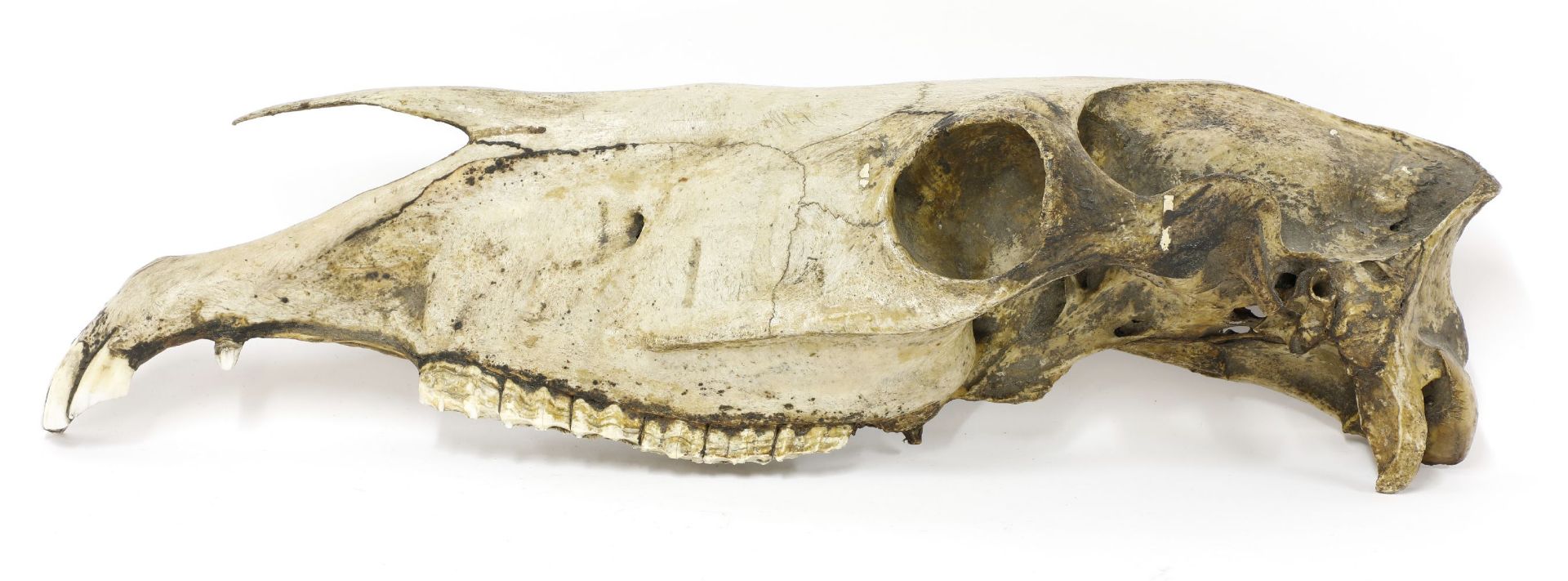 HORSE SKULL,19th century, a nicely-aged teaching aid bisected skull of a horse,58cm long