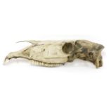 HORSE SKULL,19th century, a nicely-aged teaching aid bisected skull of a horse,58cm long