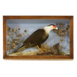 A CARACARA BIRD,early 20th century, a well presented taxidermy Caracara bird in a naturalistic