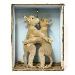 A PAIR OF CONJOINED LAMBS,stuffed and mounted, in a painted case, lacking glass,51.5cm wide, 64.