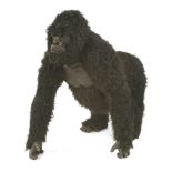 A GORILLA,late 20th century, a realistic life-size fibreglass material model of a gorilla on all