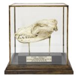 THYLACINE REPLICA SKULL20th century, a resin cast of a Thylacine (Tasmanian tiger) skull, mounted in