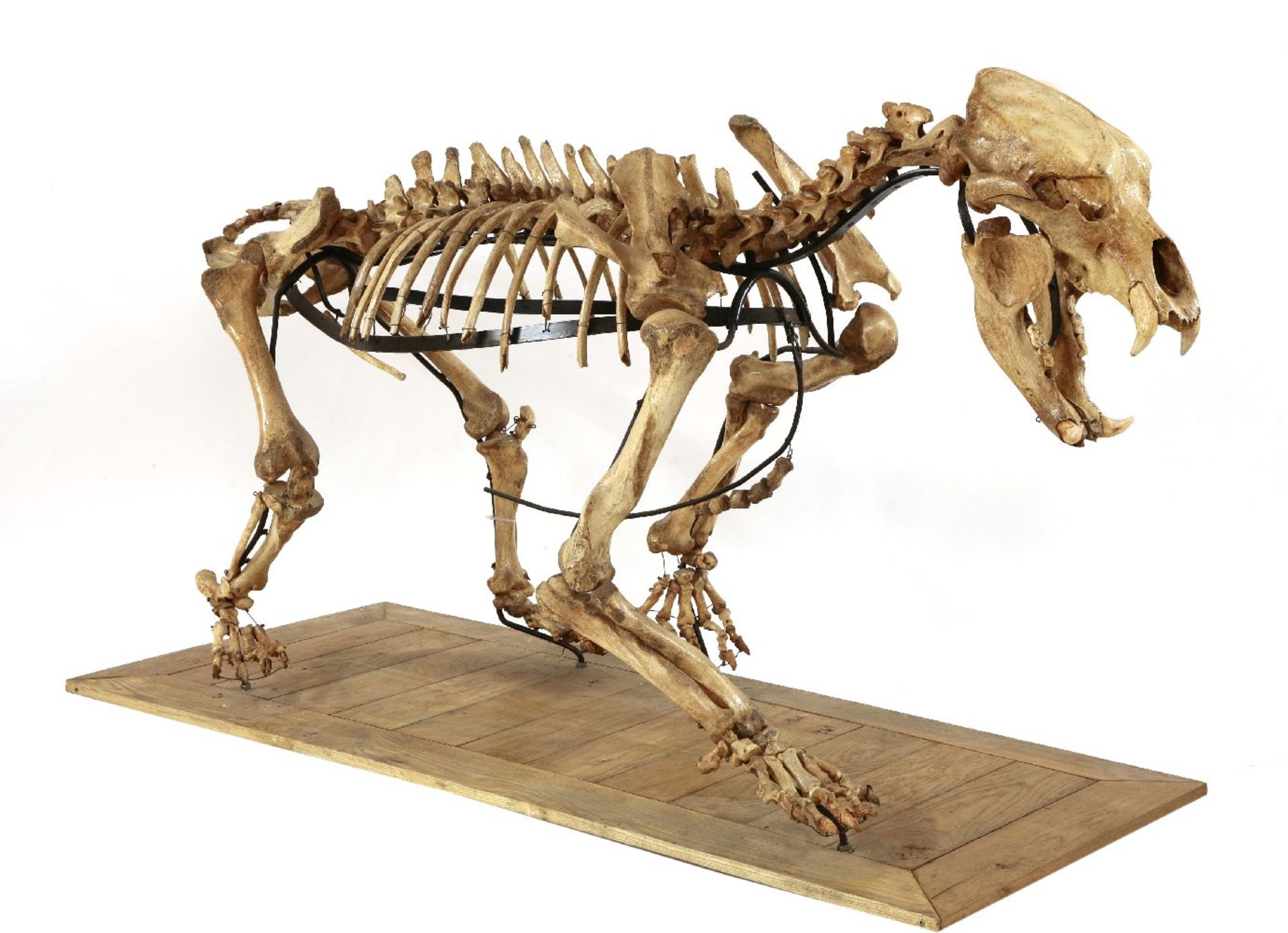 A LARGE CAVE BEAR SKELETON,an Ice Age (Pleistocene) cave bear skeleton (Ursus spelaeus) from Romania