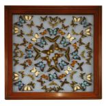 TROPICAL BUTTERFLIES,modern, a stunning collection of tropical butterflies mounted in a large square