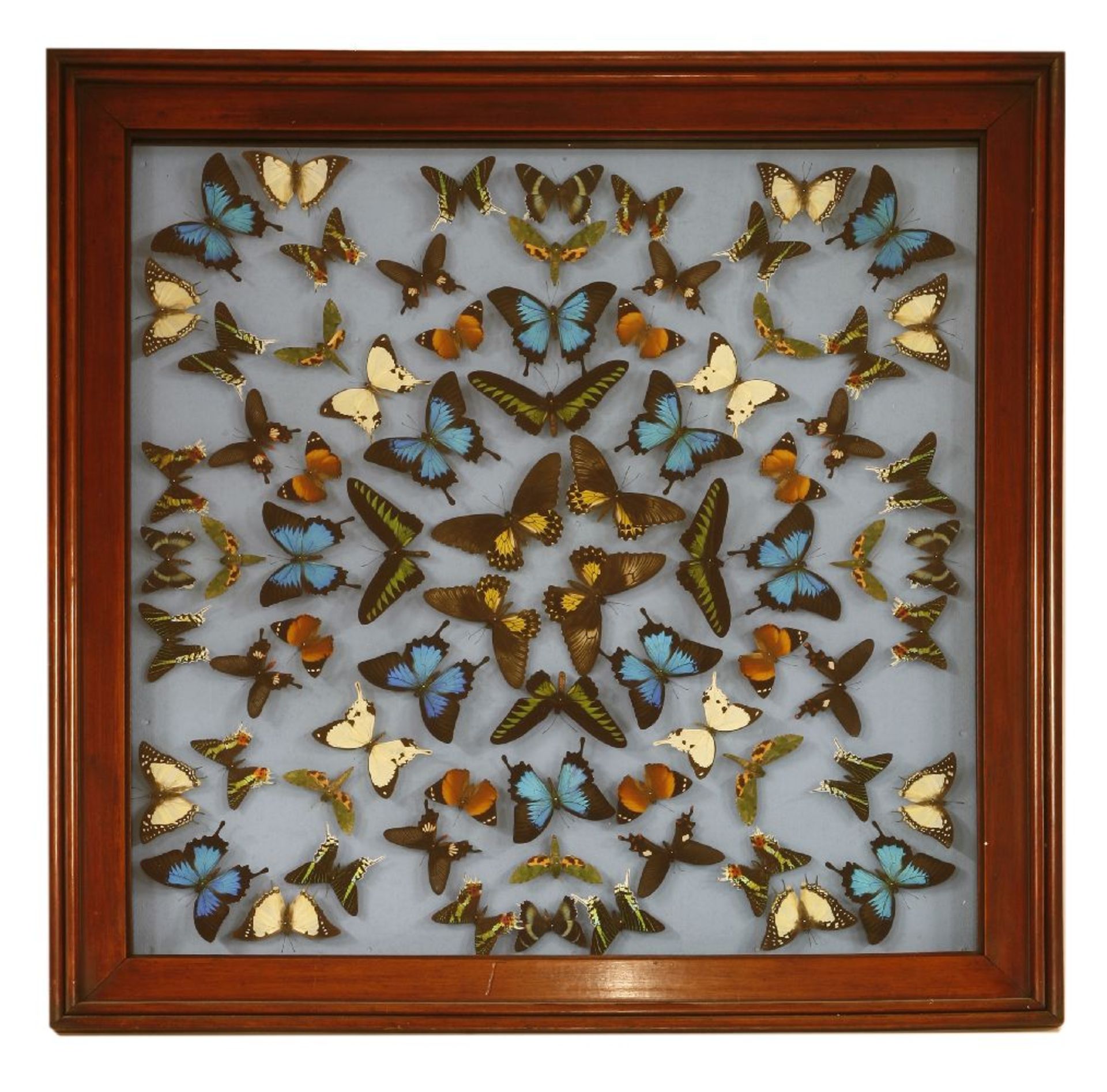 TROPICAL BUTTERFLIES,modern, a stunning collection of tropical butterflies mounted in a large square