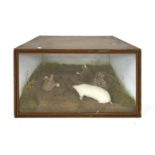 A TAXIDERMY STUDY OF MOLES, late 19th century to early 20th century, including an albino example,