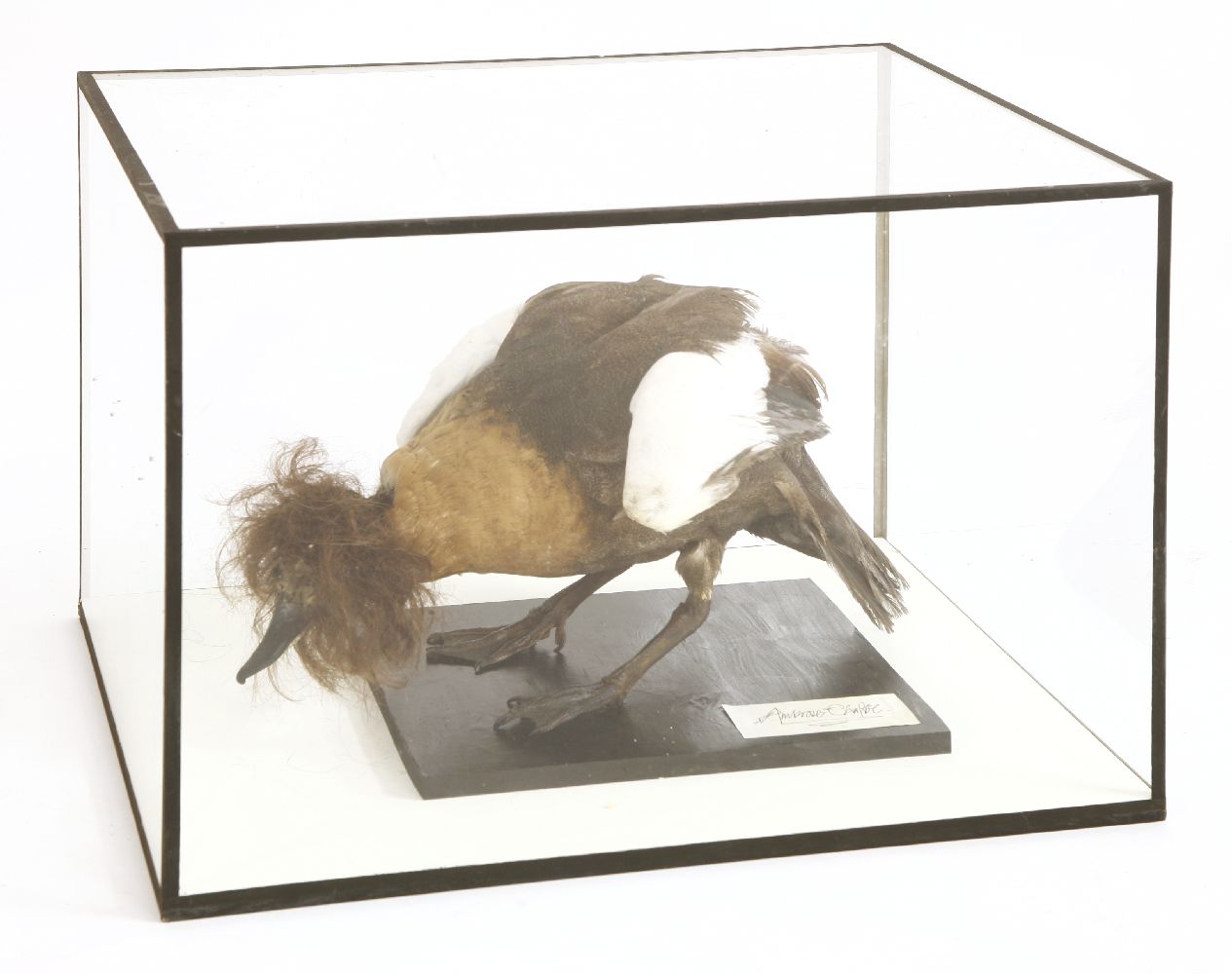 KATE BUSH,2005, an Ambrose Chapel taxidermy duck, modelled as Kate Bush, mounted in a glass case,