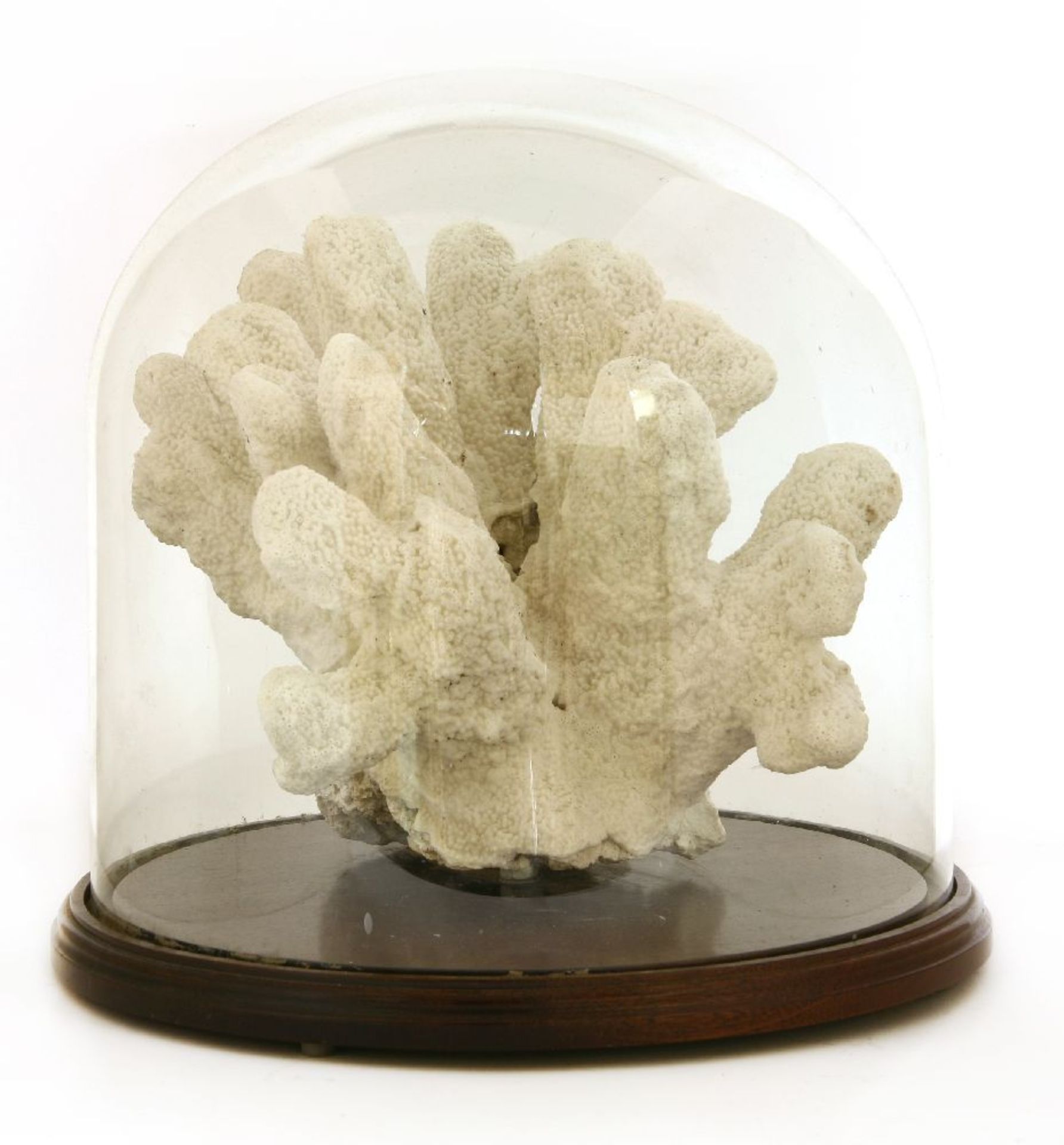 A CORAL SPECIMEN, ¨early 20th century, a large piece of white coral mounted in a Victorian glass - Image 2 of 2