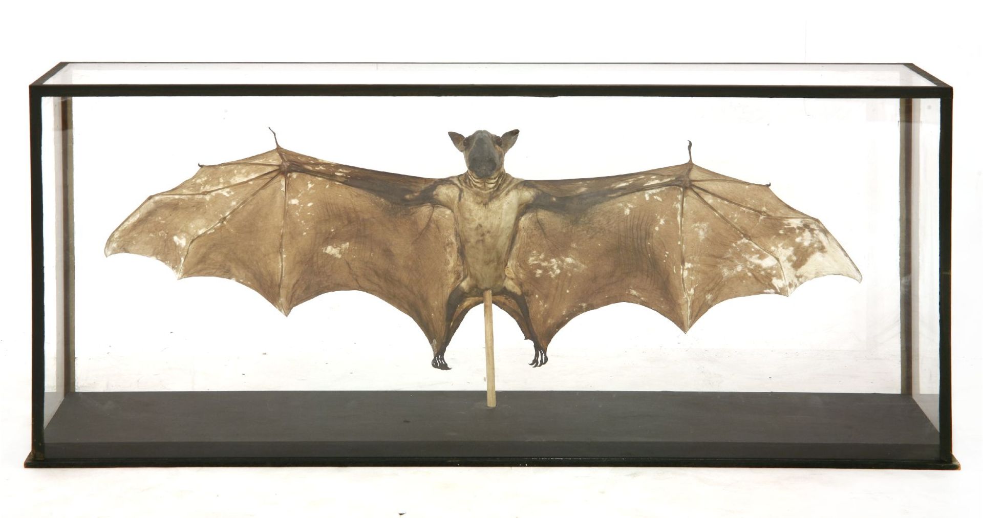 A BALD FRUIT BAT,modern, a well-presented taxidermy bald hammer-headed fruit bat (Hypsignathus