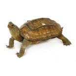 TORTOISE,early 20th century, a taxidermy tortoise inkstand, the juvenile with hinged lid, containing