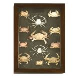 CRABS,modern, an unusual collection of crabs mounted in a rectangular glazed case,77 x 52cm