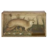 A LARGE OTTER,early 20th century, a well presented taxidermy otter in a naturalistic setting,