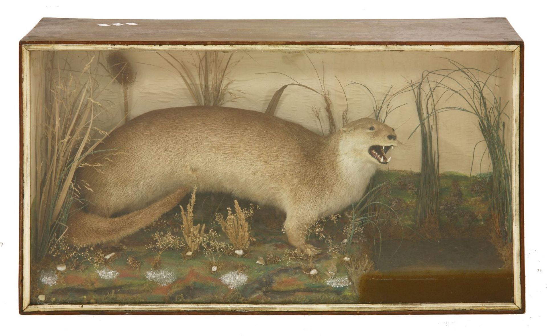 A LARGE OTTER,early 20th century, a well presented taxidermy otter in a naturalistic setting,