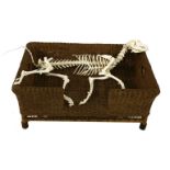 A SLEEPING ALSATIAN DOG,20th century, a large sleeping dog skeleton in a wicker basket,dog