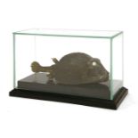 A STUDY OF A BOX FISH, late 19th century, from the Ostracidae family,27.5cm wide, 17cm high, in a