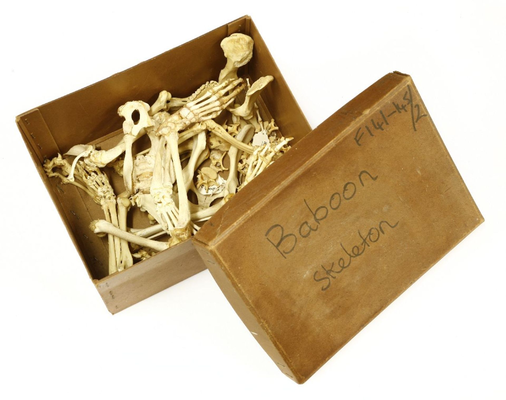 BABOON BONES, ¨20th century, a box of incomplete Baboon bones (Papio hamadryas),box size 29 x