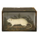 A TAXIDERMY STUDY OF AN ALBINO RAT, early 20th century, atop a naturalistic setting,30.5cm wide,