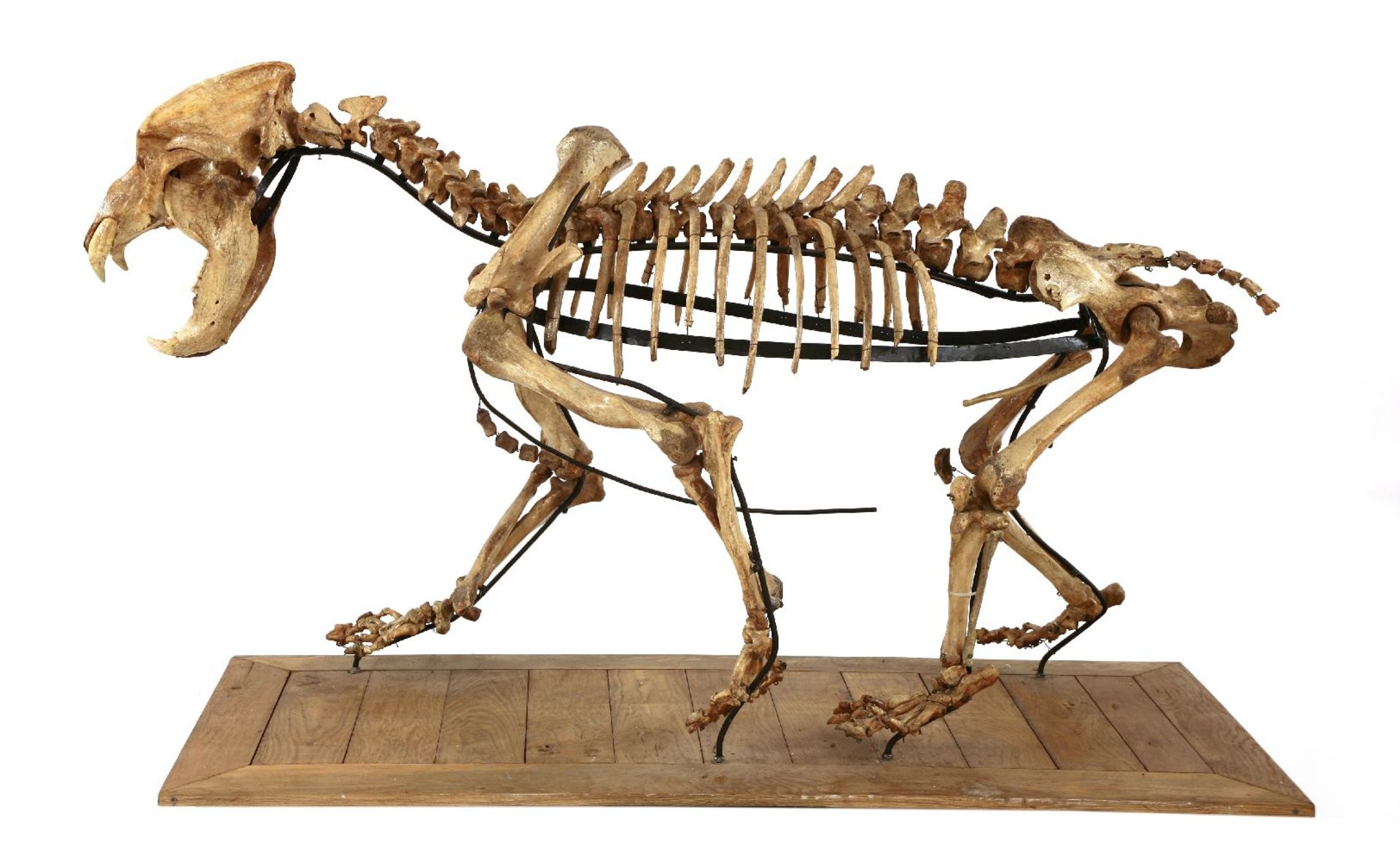 A LARGE CAVE BEAR SKELETON,an Ice Age (Pleistocene) cave bear skeleton (Ursus spelaeus) from Romania - Image 2 of 4