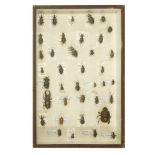 BEETLES,modern, a collection of beetles mounted by Deyrolle, Paris, in a rectangular glazed case,