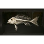 A FISH SKELETON,modern, a beautifully presented fish skeleton (red snapper) mounted in a rectangular