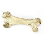 A MOA BIRD BONE,16th century or earlier, New Zealand, the Moa bird leg bone,26cm longProvenance: