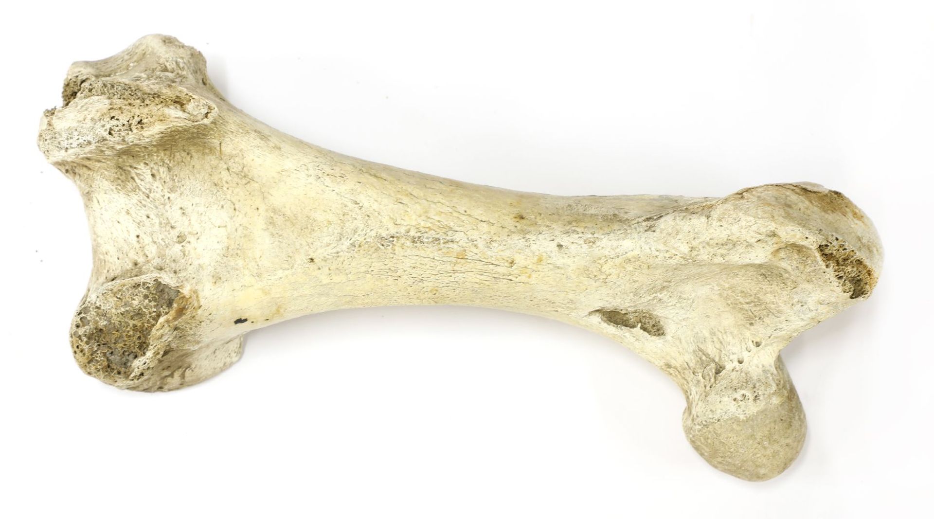 A MOA BIRD BONE,16th century or earlier, New Zealand, the Moa bird leg bone,26cm longProvenance: