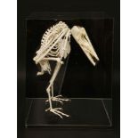 'THE ACCOUNTANT',late 20th century, a whimsical 'Accountant' skeleton, formed from various animal