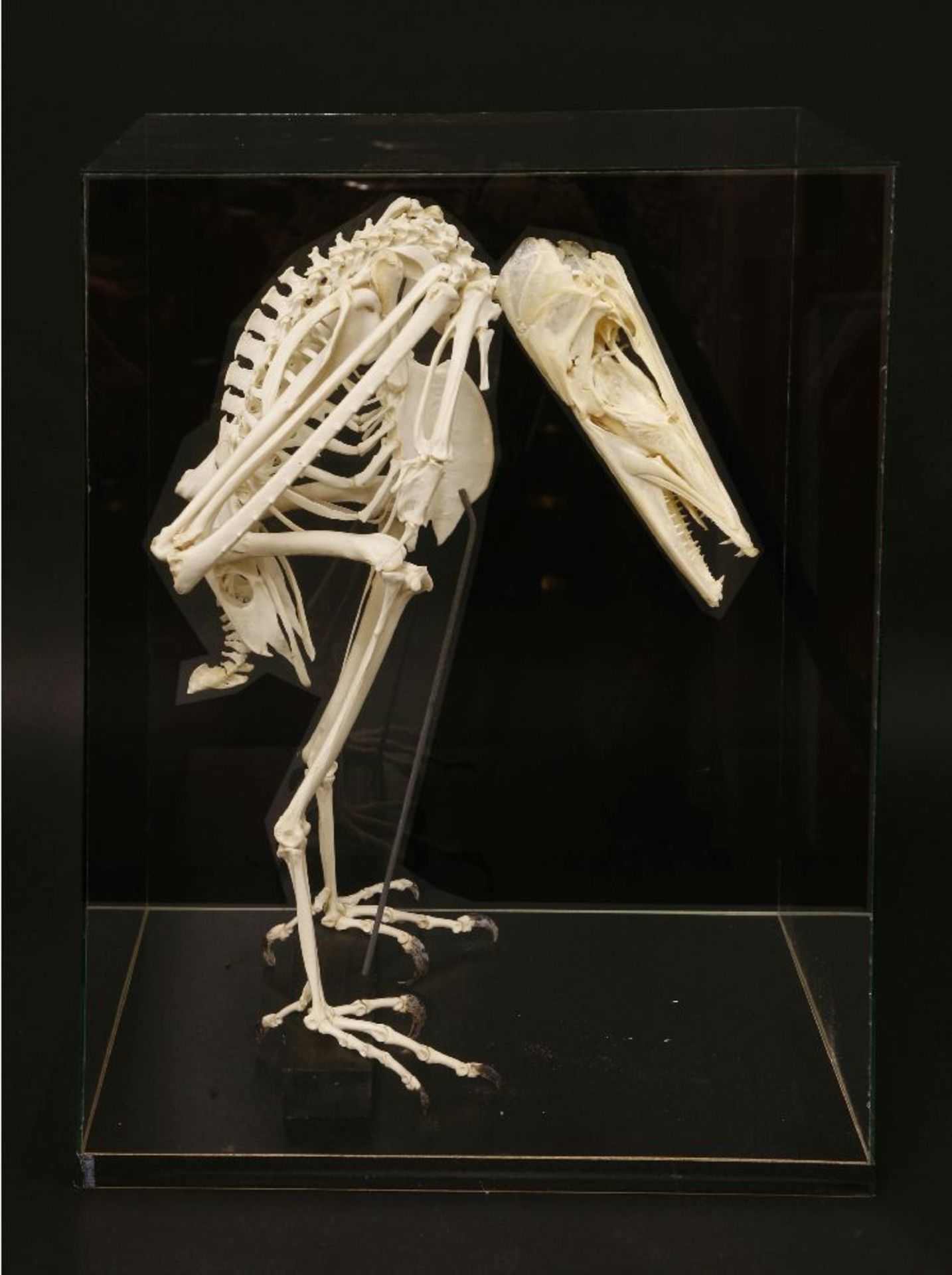 'THE ACCOUNTANT',late 20th century, a whimsical 'Accountant' skeleton, formed from various animal