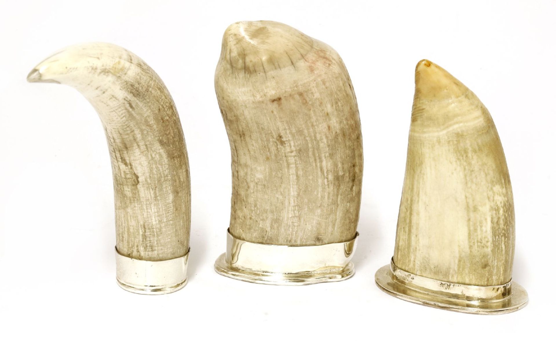 Three whale tusks,two with silver mounts,London 1940 and Chester 1931,one with a white metal