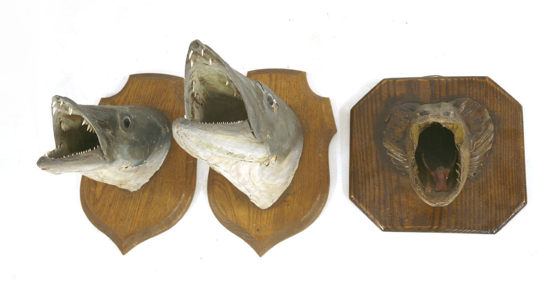 Taxidermy: Two mounted barracuda heads,by Deyrolle of Paris, each on an oak shield with an applied