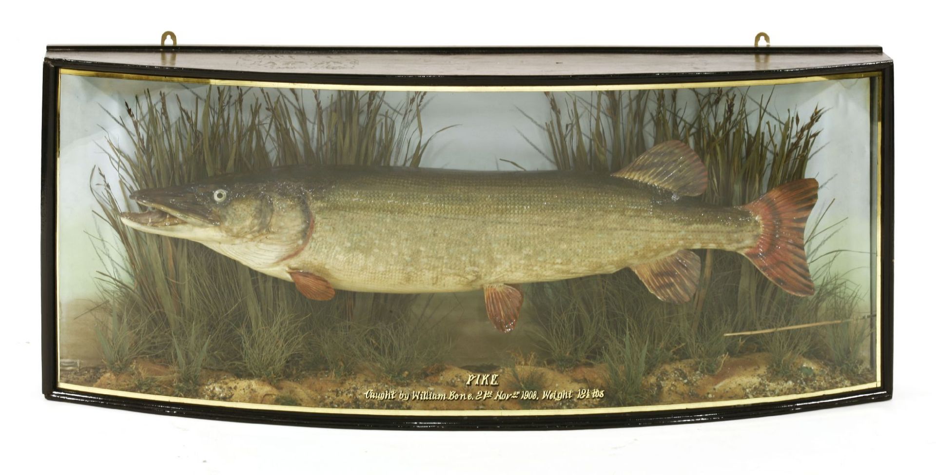 A preserved pike,by W F Homer, in a bow front glazed case, inscribed 'Pike caught by William Bone,